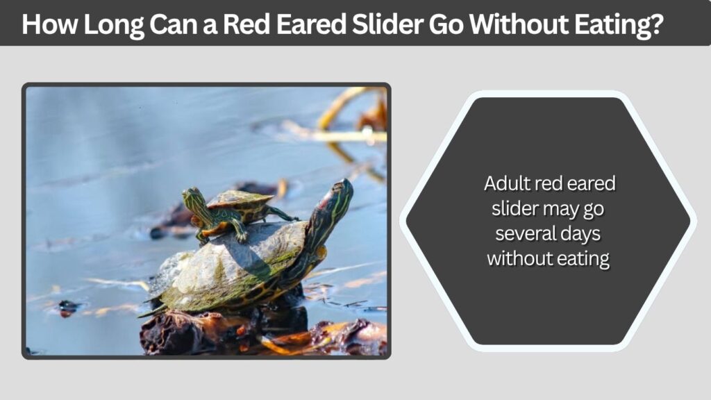 How Long Can a Red Eared Slider Go Without Eating?