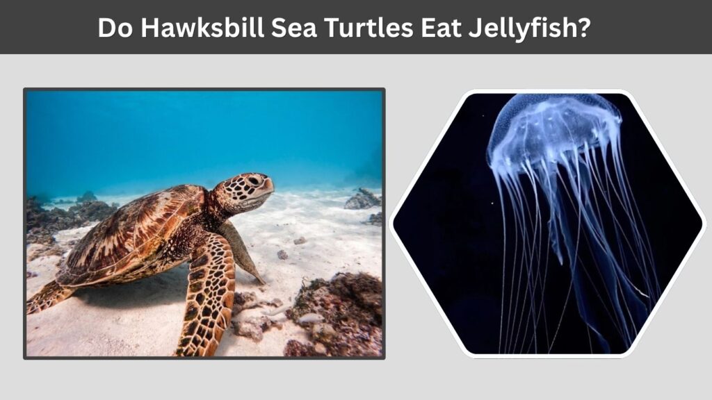Do Hawksbill Sea Turtles Eat Jellyfish?
