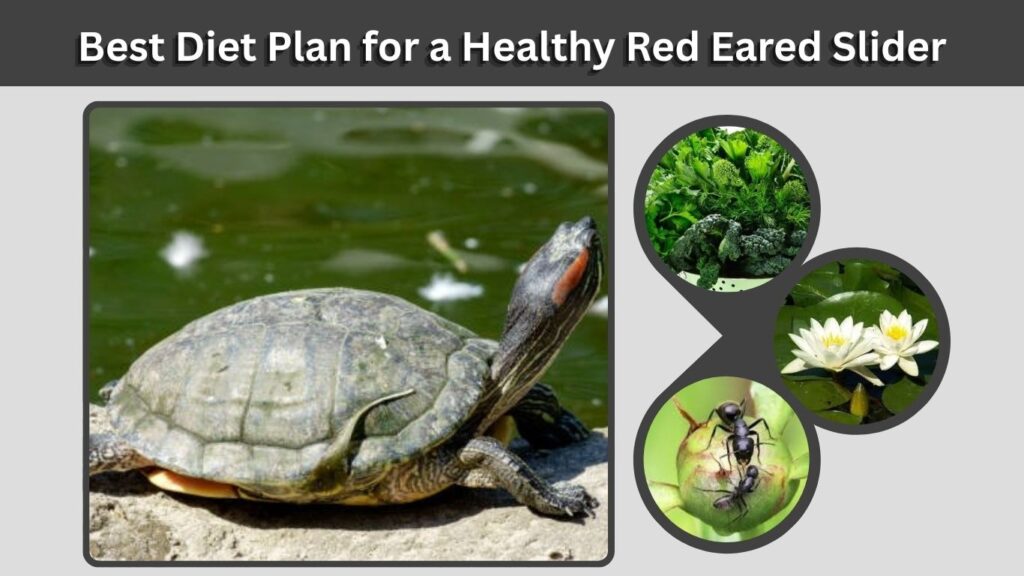 Best Diet Plan for a Healthy Red Eared Slider
