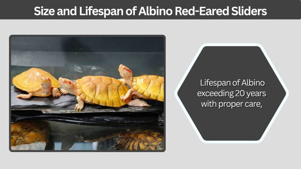 Size and Lifespan of Albino Red-Eared Sliders
