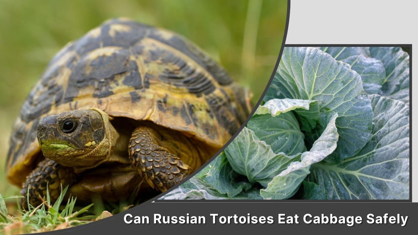 Can Russian Tortoises Eat Cabbage Safely?