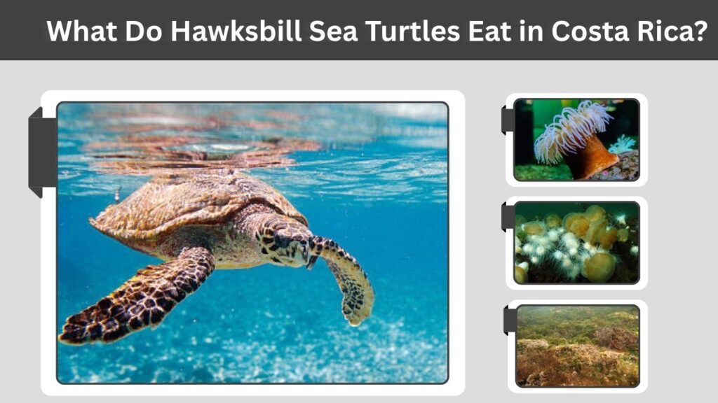 What Do Hawksbill Sea Turtles Eat in Costa Rica?