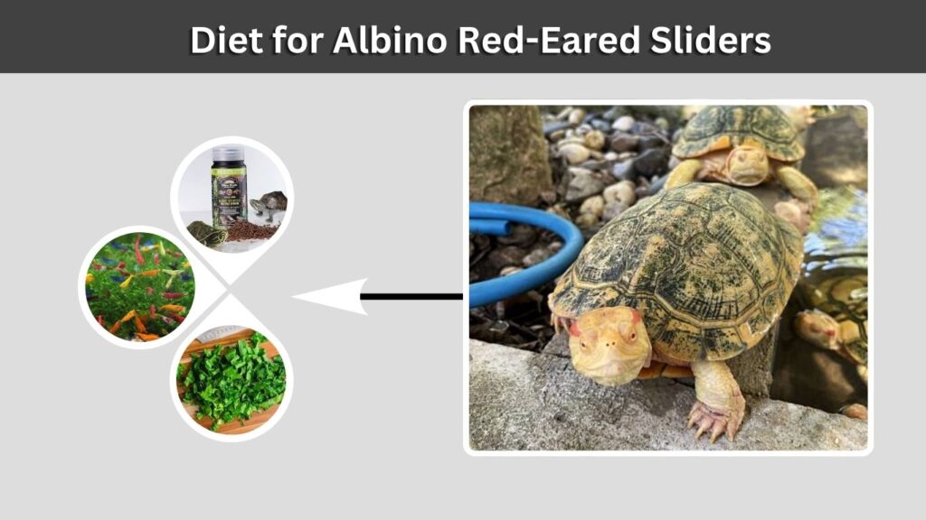 Diet for Albino Red-Eared Sliders