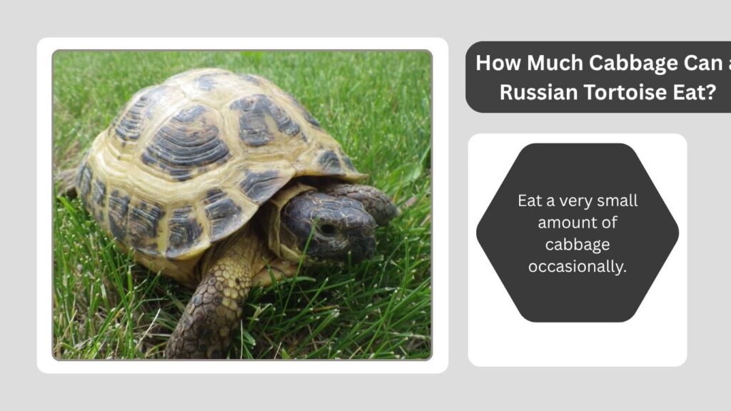 How Much Cabbage Can a Russian Tortoise Eat?