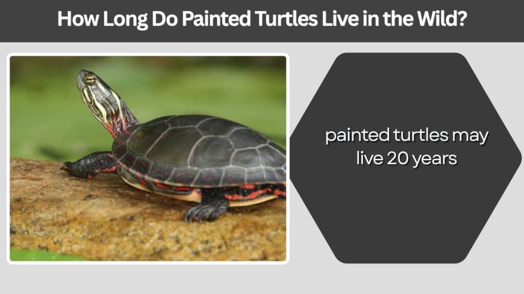 How Long Do Painted Turtles Live in the Wild?