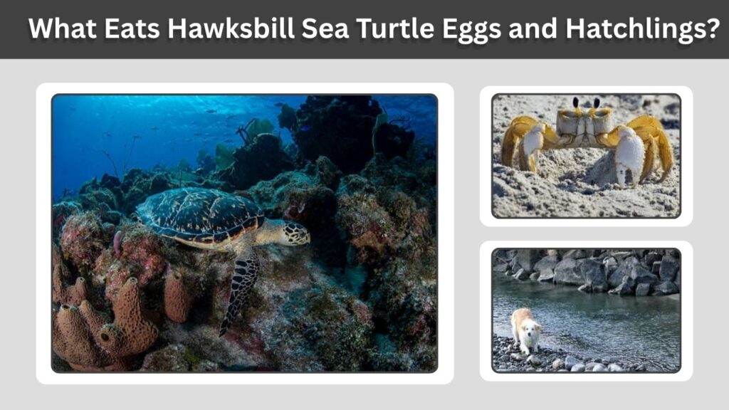 What Eats Hawksbill Sea Turtle Eggs and Hatchlings?