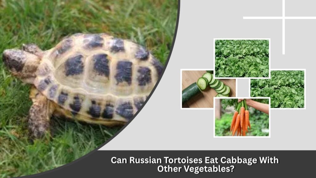 Can Russian Tortoises Eat Cabbage With 
Other Vegetables?