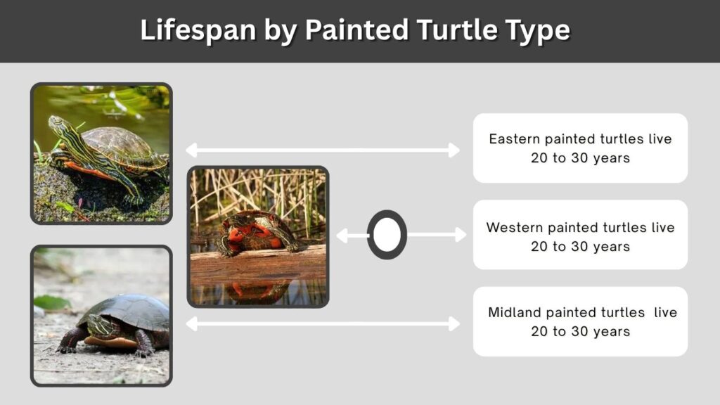 Lifespan by Painted Turtle Type