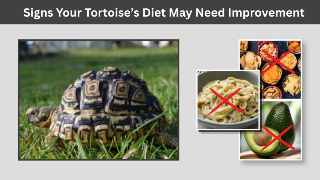 Foods Russian Tortoises Should Avoid