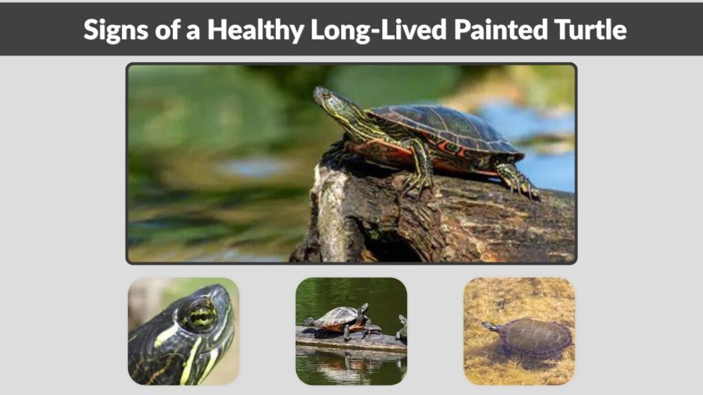 Signs of a Healthy Long-Lived Painted Turtle