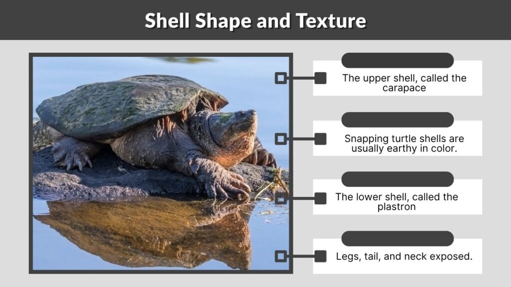 Shell Shape and Texture