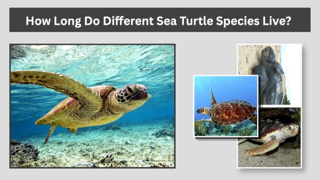 How Long Do Different Sea Turtle Species Live?