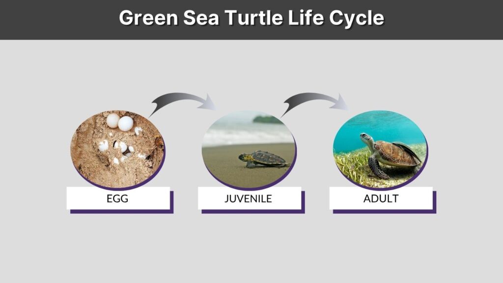Green Sea Turtle Life Cycle