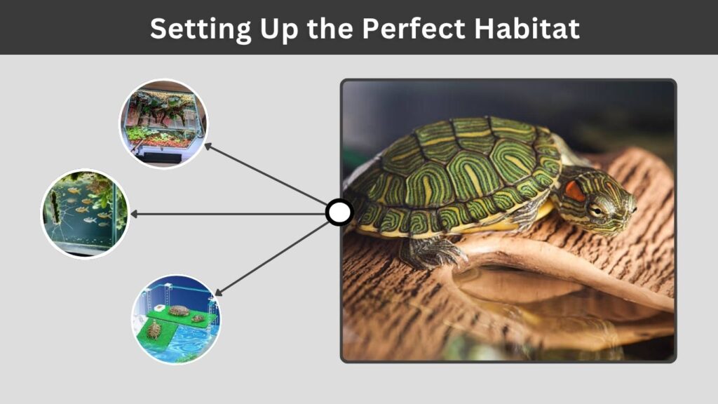 Setting Up the Perfect Habitat