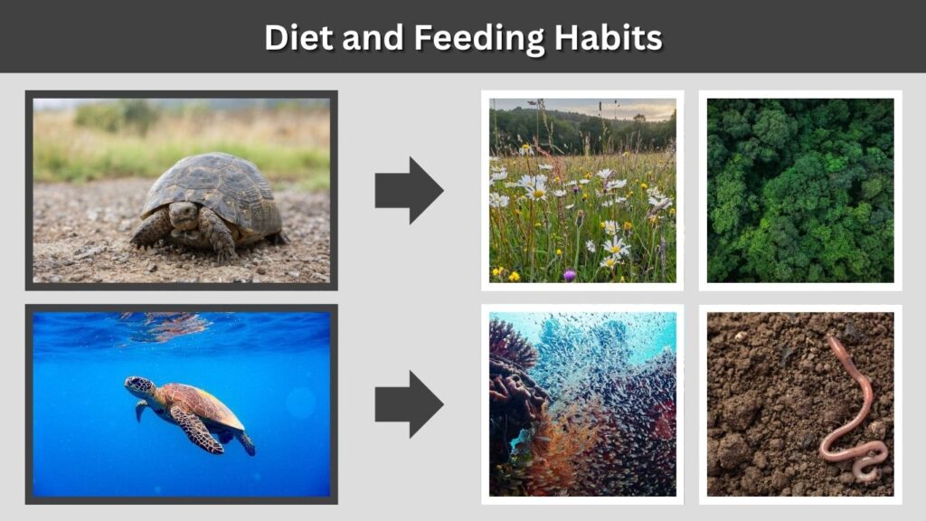 Diet and Feeding Habits