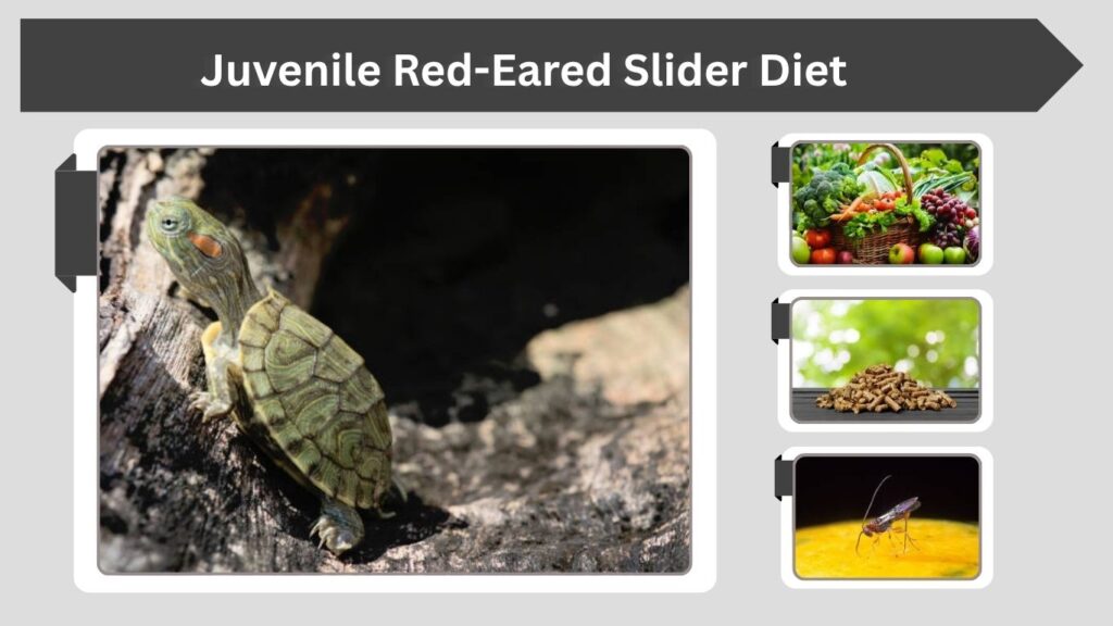 Juvenile Red-Eared Slider Diet