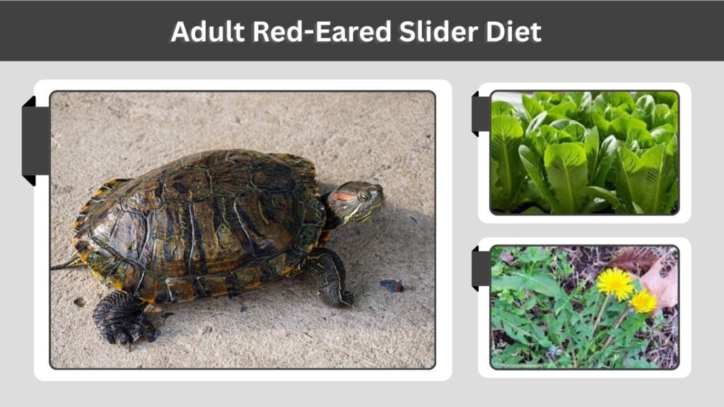 Adult Red-Eared Slider Diet