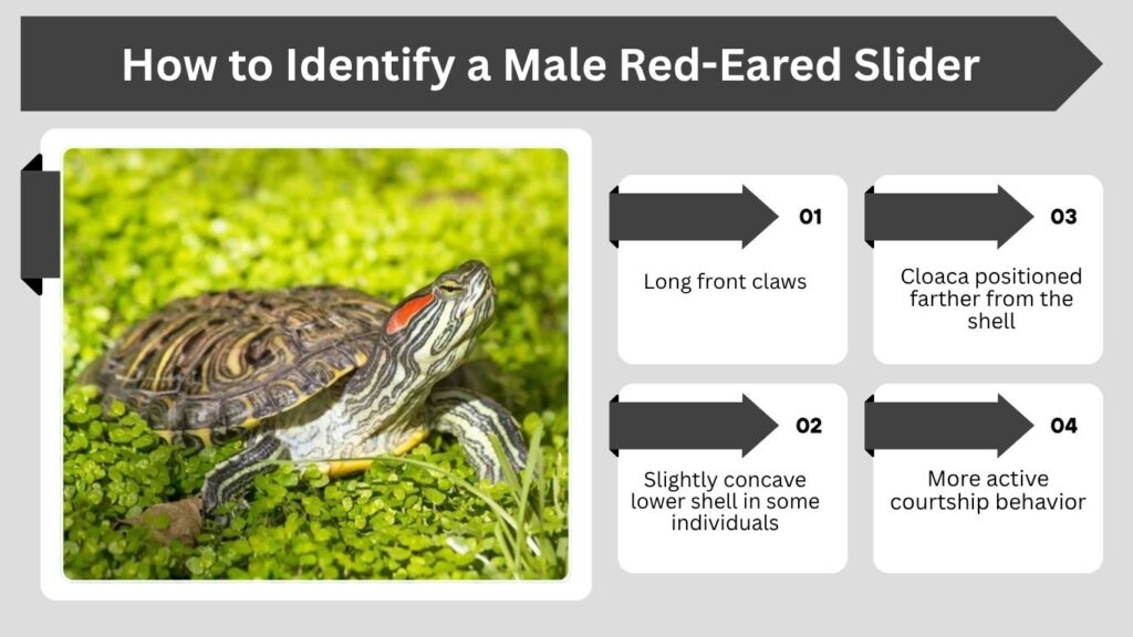 How to Identify a Male Red-Eared Slider