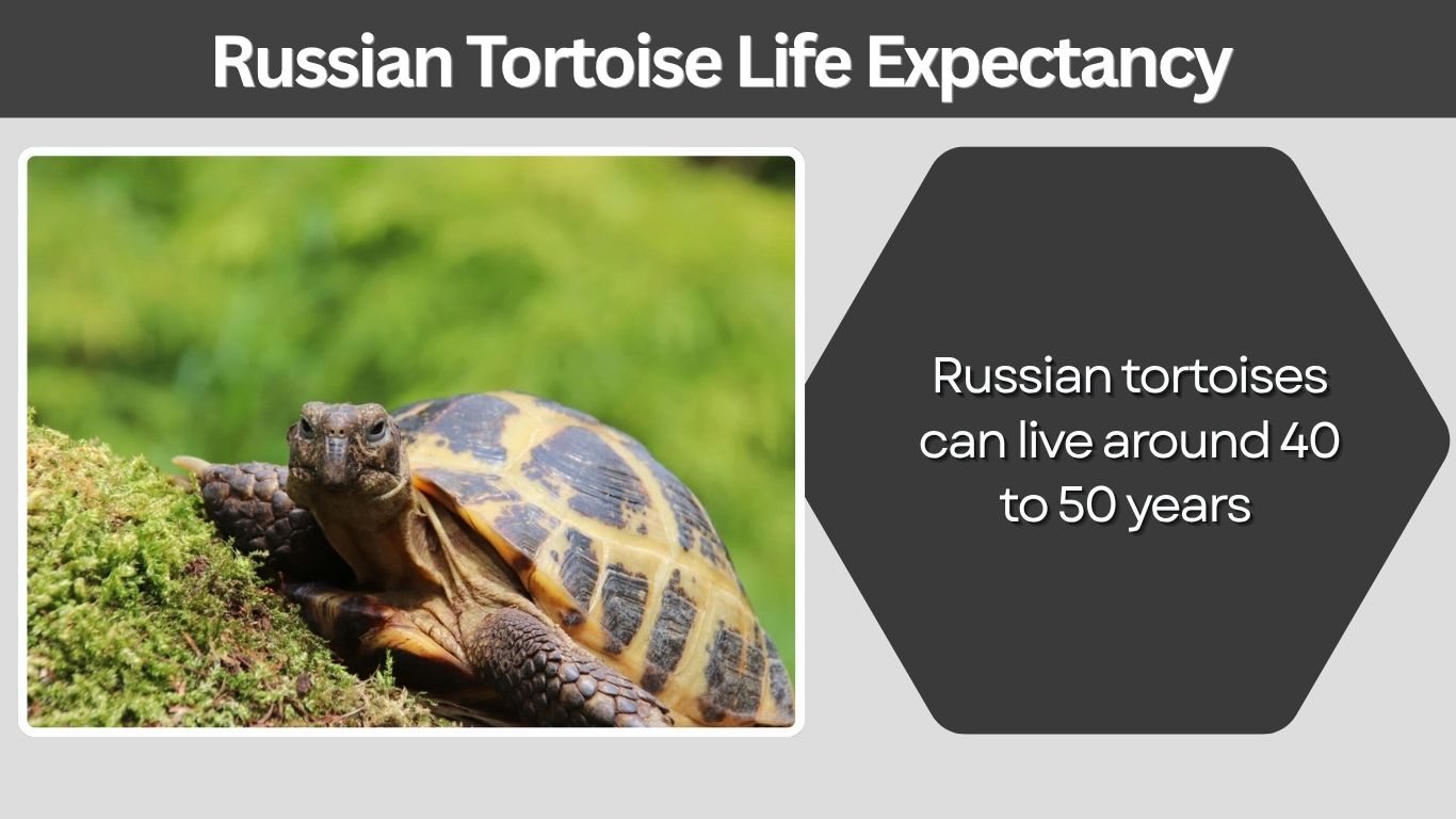 Russian Tortoise Life Expectancy and Care Guide
