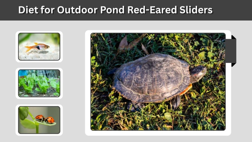 Diet for Outdoor Pond Red-Eared Sliders