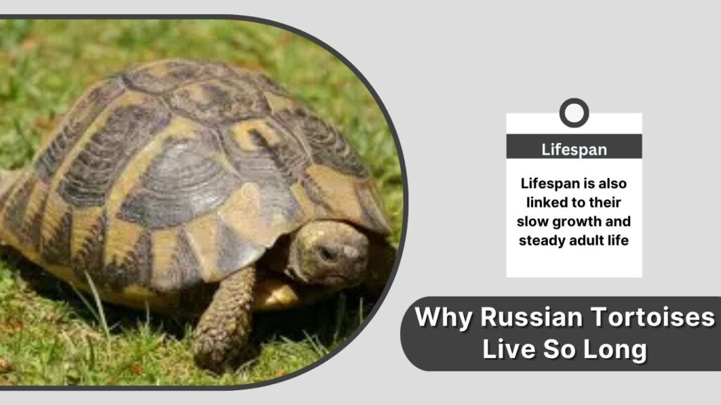 Why Russian Tortoises Live So Long