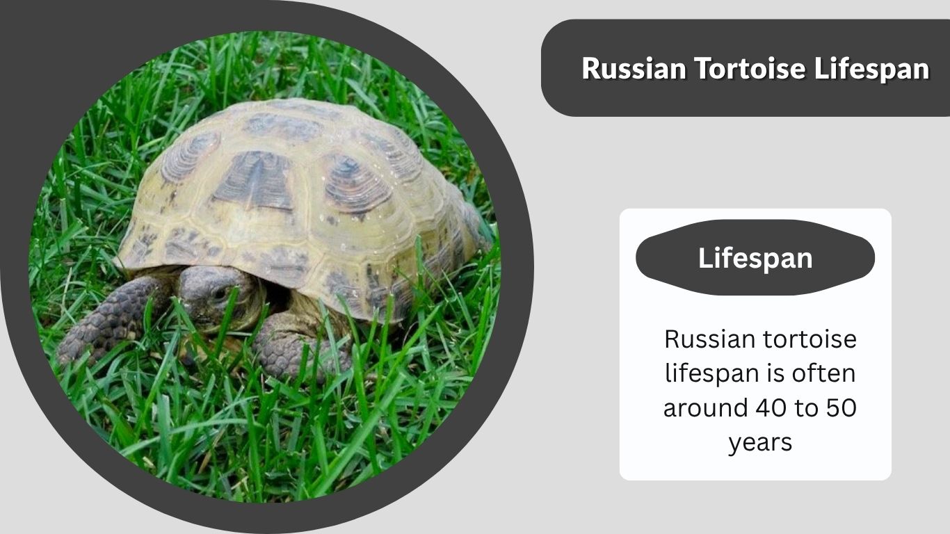 Russian Tortoise Lifespan: How Long Do They Live?