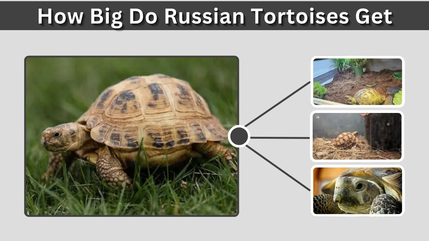 How Big Do Russian Tortoises Get? Size and Growth GuideHow Big Do Russian Tortoises Get? Size and Growth Guide
