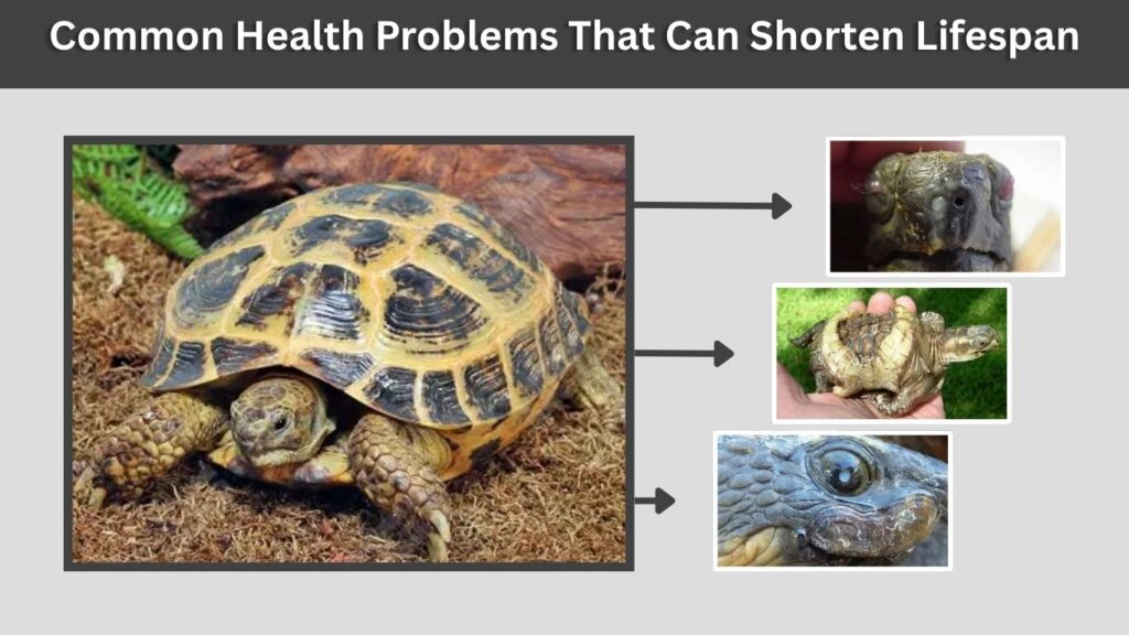 Common Health Problems That Can Shorten Lifespan