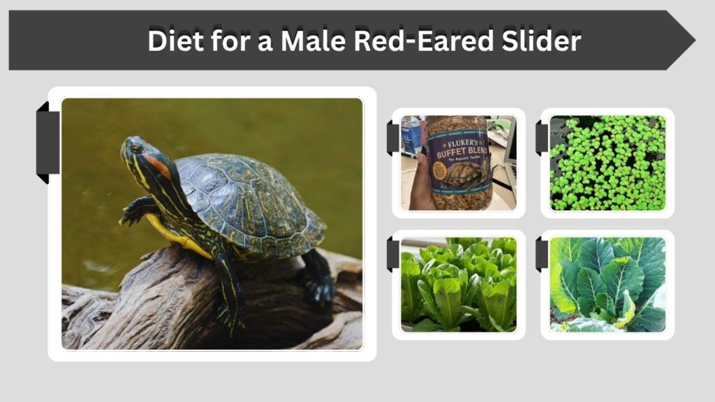 Diet for a Male Red-Eared Slider