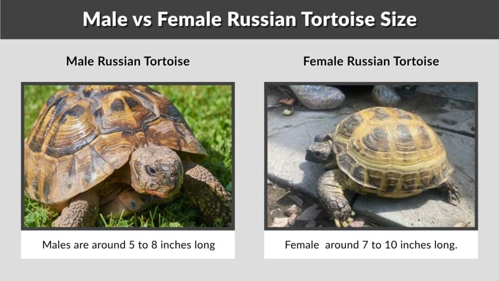 Male vs Female Russian Tortoise SizeMale vs Female Russian Tortoise Size