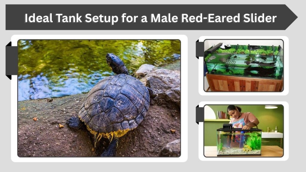Ideal Tank Setup for a Male Red-Eared Slider