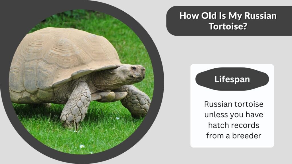 How Old Is My Russian Tortoise?