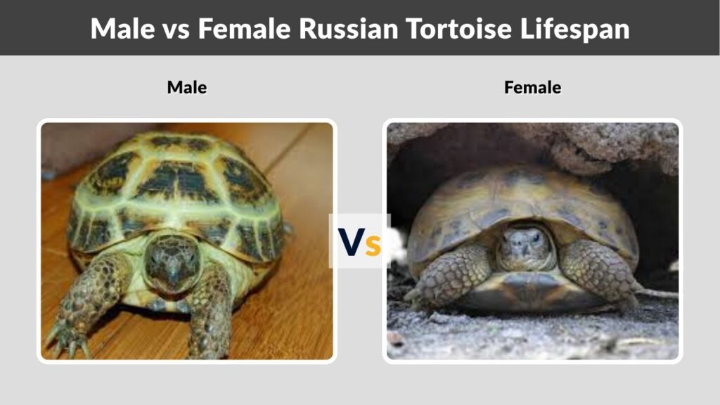 Male vs Female Russian Tortoise Lifespan