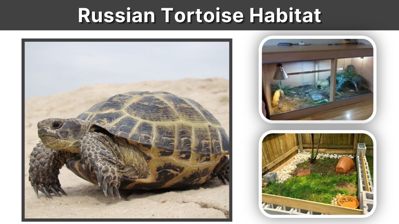 Russian Tortoise Habitat: Indoor, Outdoor & Setup Guide