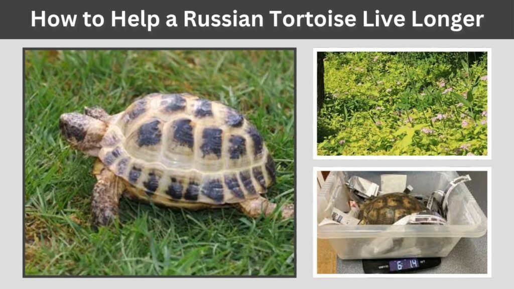 How to Help a Russian Tortoise Live Longer