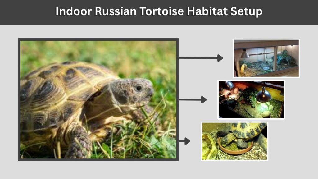 Indoor Russian Tortoise Habitat Setup