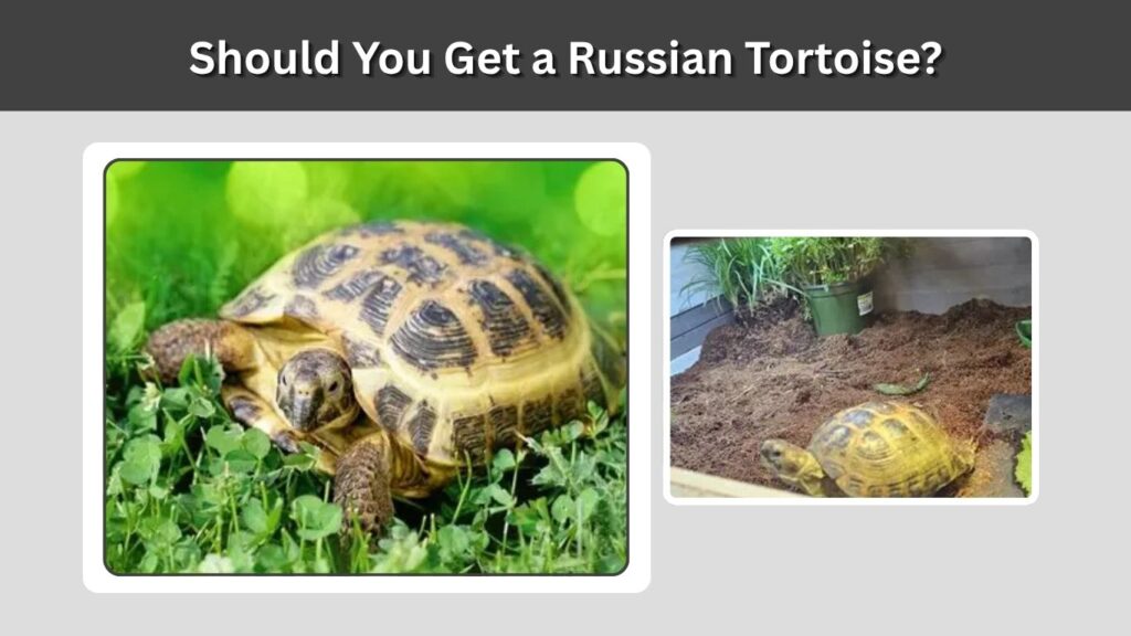 Should You Get a Russian Tortoise?