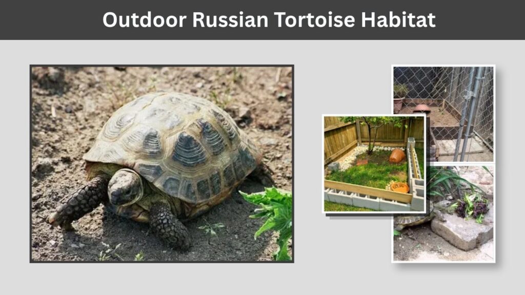 Outdoor Russian Tortoise Habitat