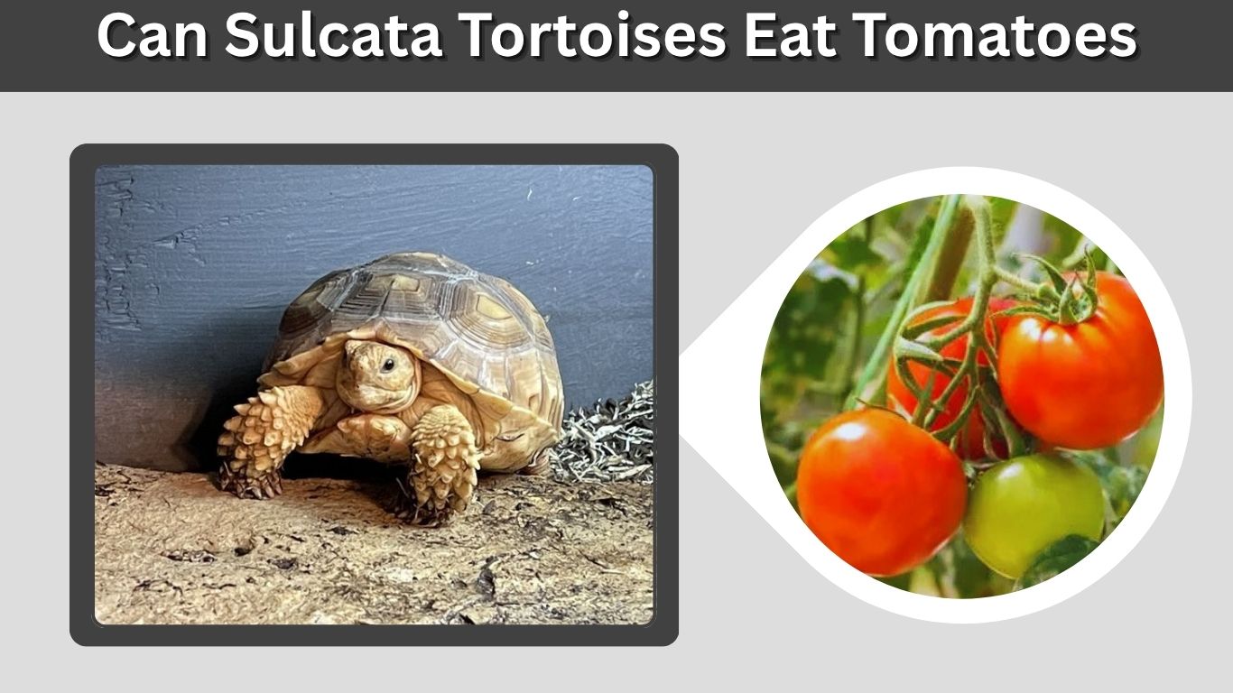 Can Sulcata Tortoises Eat Tomatoes? Safe Feeding Guide