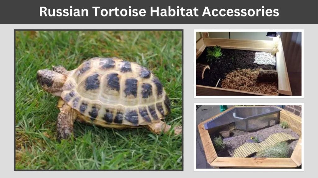 Russian Tortoise Habitat Accessories