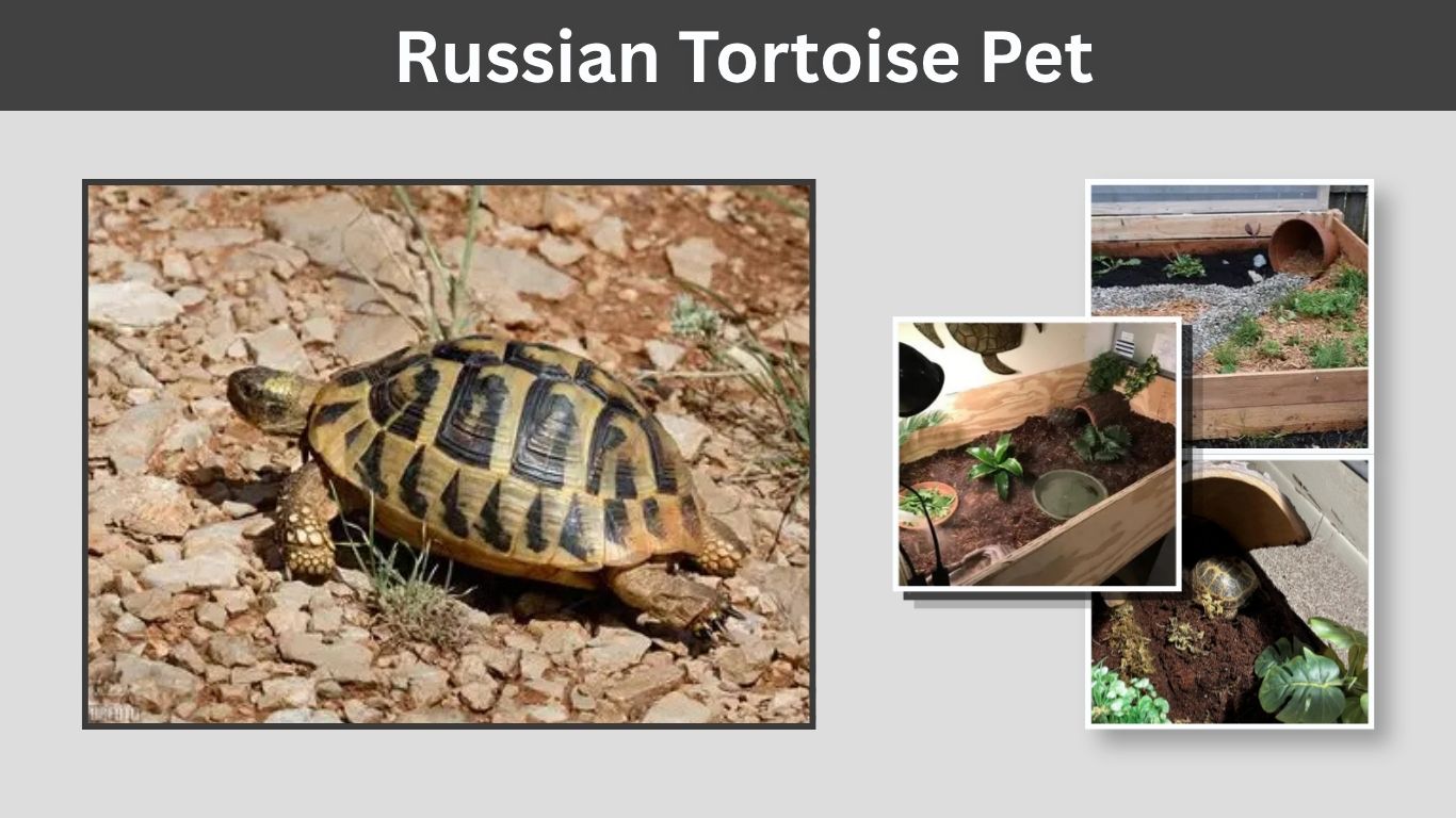 Russian Tortoise Pet: Care, Habitat, Diet and Lifespan