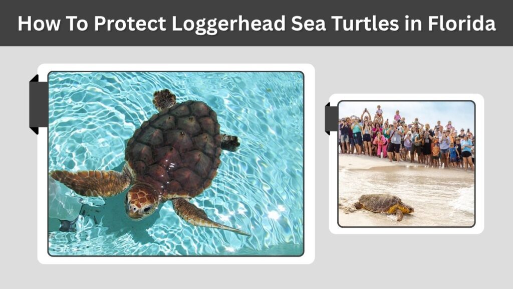 How To Protect Loggerhead Sea Turtles in Florida