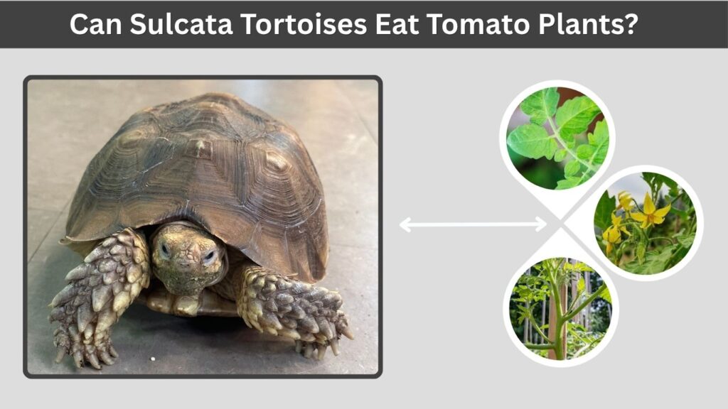 Can Sulcata Tortoises Eat Tomato Plants?