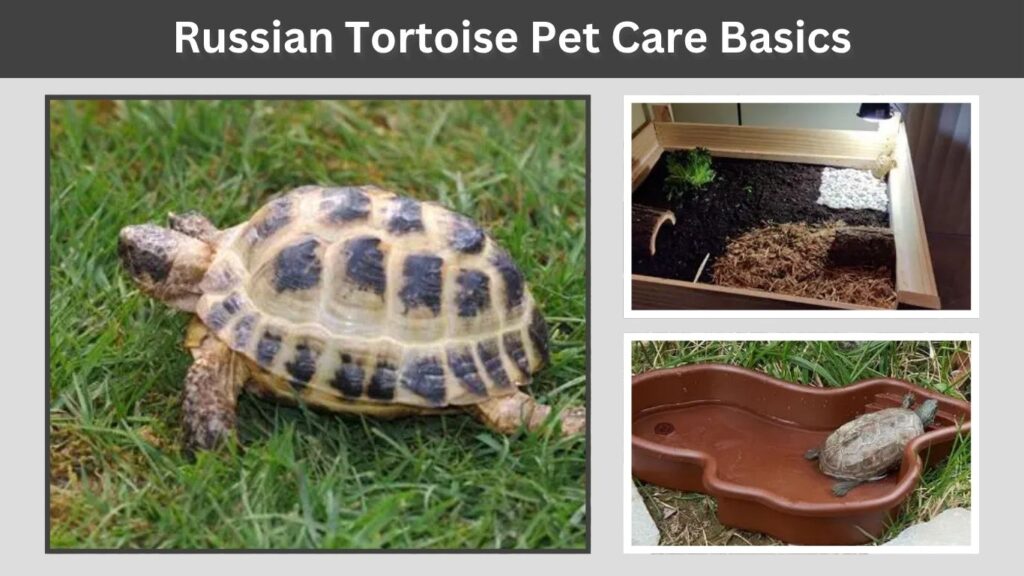 Russian Tortoise Pet Care Basics