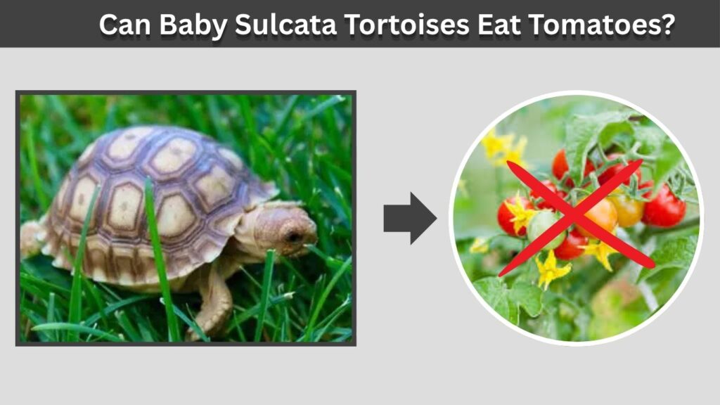 Can Baby Sulcata Tortoises Eat Tomatoes?