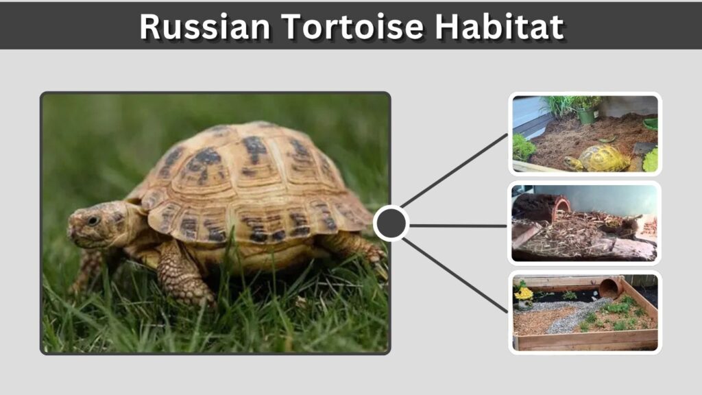 Russian Tortoise Habitat