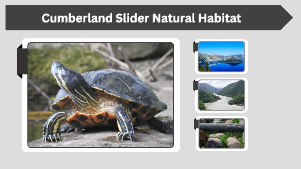 Cumberland Slider Natural Habitat