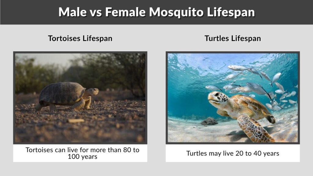 Lifespan