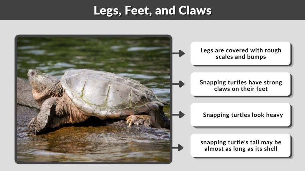 Legs, Feet, and Claws