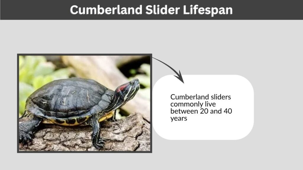 Cumberland Slider Lifespan
